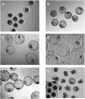 Seminal Plasma Modifies the Transcriptional Pattern of the Endometrium and Advances Embryo Development in Pigs